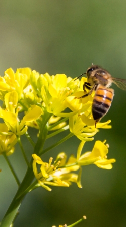 A bee in the yellow mustard flowers handyhüllen