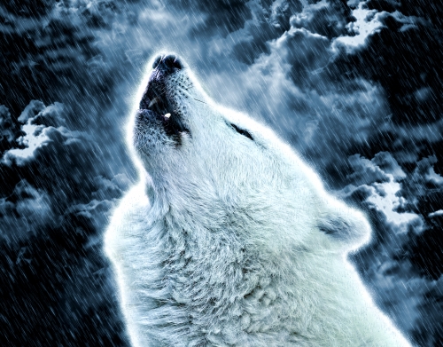 A howling wolf in the rain handyhüllen