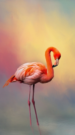 American flamingo handyhüllen