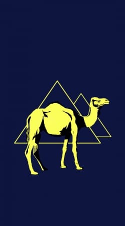 Arabian Camel (Dromedary) hülle
