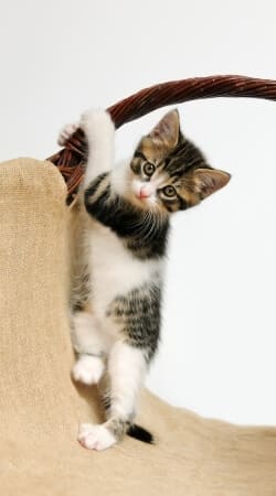 Baby Katze, niedliches Kätzchen klettert handyhüllen