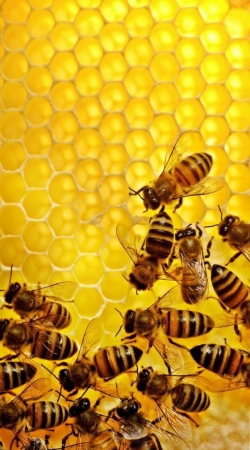 Biene im Honigstock handyhüllen