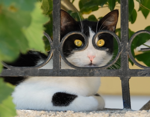 Katze mit Brille, sie schaut durch einen schmiedeeisernen Zaun  handyhüllen