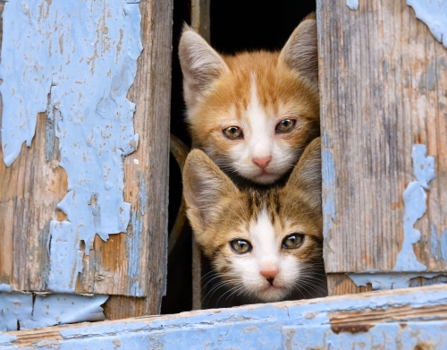 Junge Katzenkinder in einem alten Fenster handyhüllen