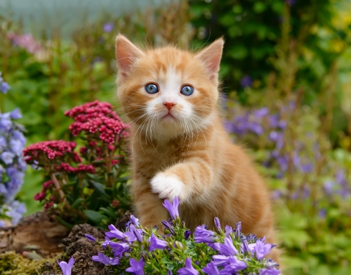 Niedliches Katzenkind, rot tabby Katze im blühenden Garten  handyhüllen
