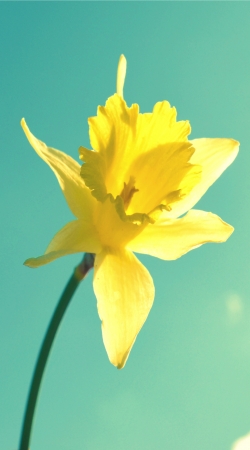 Daffodil handyhüllen