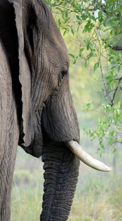 Elephant handyhüllen