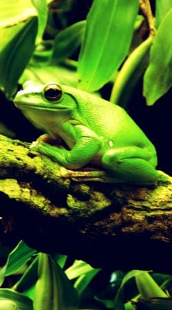 Grüner Frosch handyhüllen