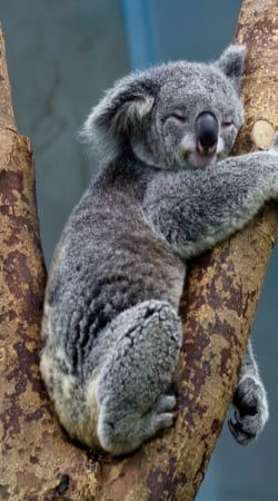 Koala Bear Australia hülle