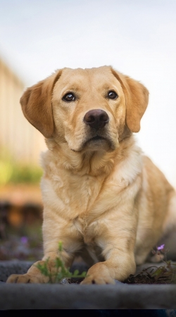 Labrador Dog handyhüllen