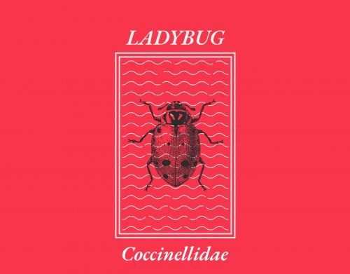 Ladybug Coccinellidae handyhüllen
