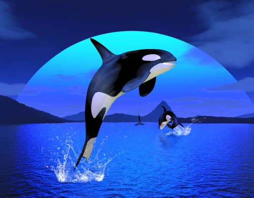 Orca Whale handyhüllen