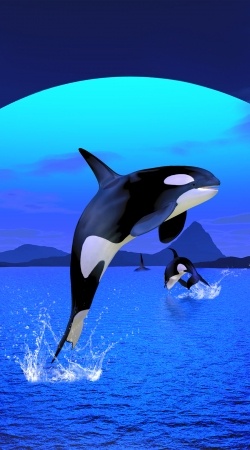 Orca Whale handyhüllen