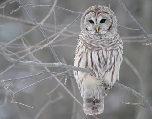 owl bird on a branch handyhüllen