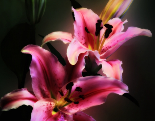 Painting Pink Stargazer Lily handyhüllen