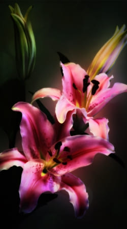 Painting Pink Stargazer Lily handyhüllen