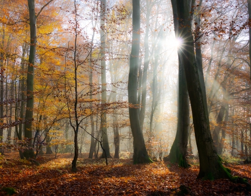 Sonnenstrahlen im mystischen nebeligen Wald handyhüllen