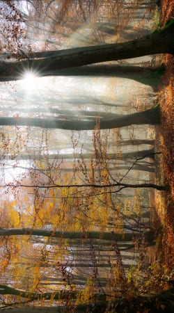 Sonnenstrahlen im mystischen nebeligen Wald handyhüllen