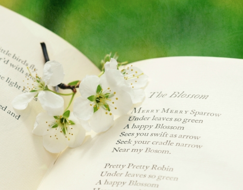 The Blossom handyhüllen