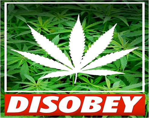 Weed Cannabis Disobey handyhüllen