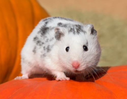 Weisser Dalmatiner Hamster mit schwarzen Punkten handyhüllen
