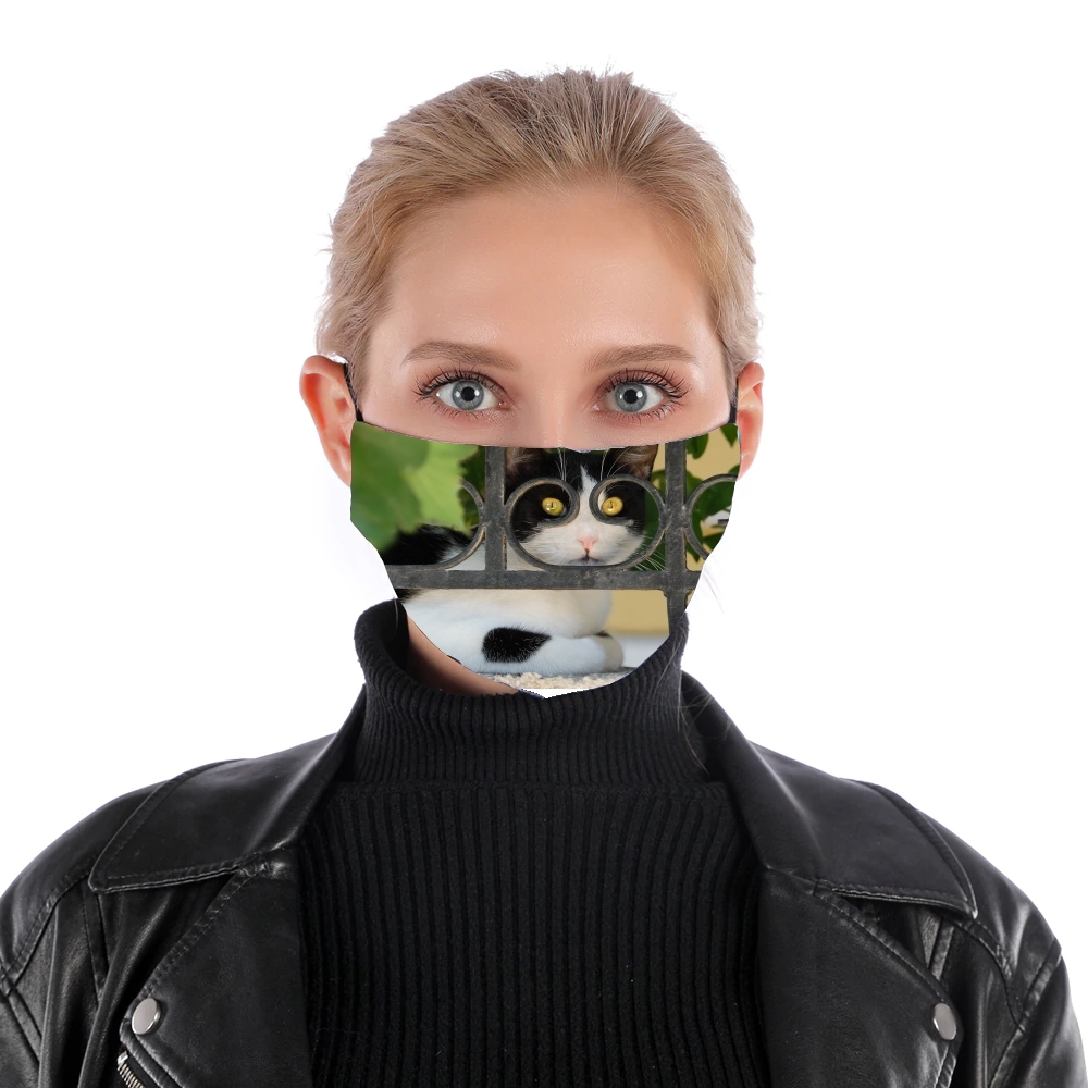 Katze mit Brille, sie schaut durch einen schmiedeeisernen Zaun  für Nase Mund Maske
