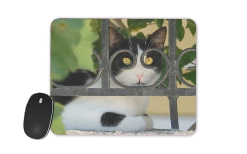 Katze mit Brille, sie schaut durch einen schmiedeeisernen Zaun  für Mousepad