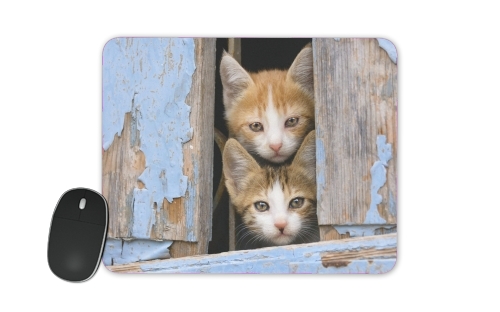 Junge Katzenkinder in einem alten Fenster für Mousepad