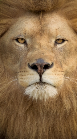 Africa Lion handyhüllen