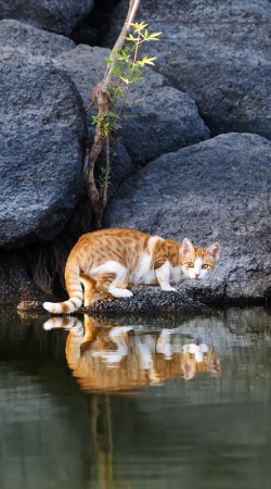 Cat Reflection in Pond Water hülle