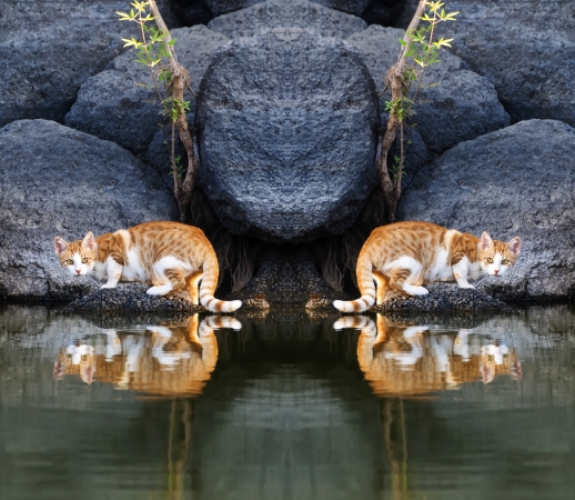 Cat Reflection in Pond Water handyhüllen