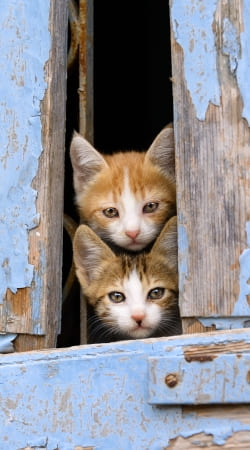 Cute curious kittens in an old window hülle