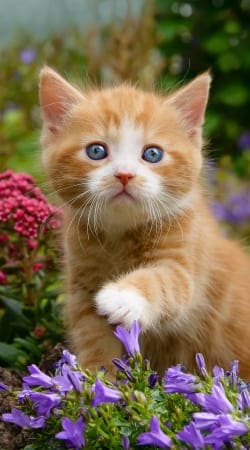 Niedliches Katzenkind, rot tabby Katze im blühenden Garten  handyhüllen