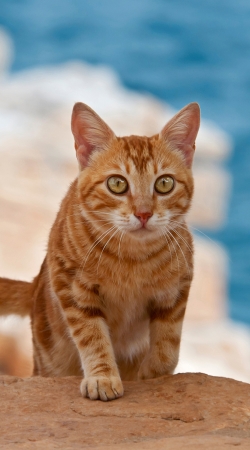 Rotgetigerte Katze auf einer Klippe handyhüllen
