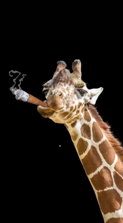 Girafe smoking cigare handyhüllen