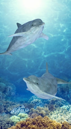 happy dolphins handyhüllen
