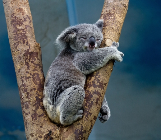 Koala Bear Australia handyhüllen