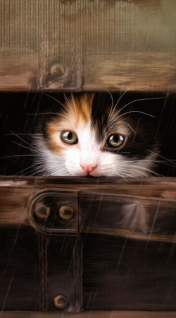 Little cute kitten in an old wooden case hülle
