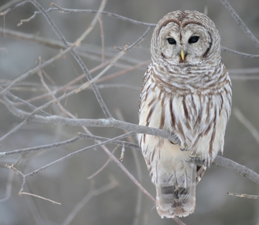 owl bird on a branch handyhüllen