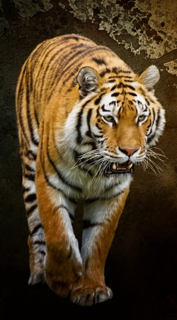 Siberian tiger hülle
