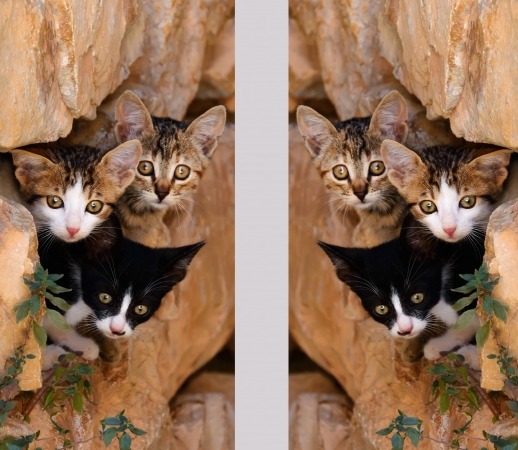 Drei kleine süssen Katzen in einem Mauerloch handyhüllen