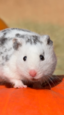 Weisser Dalmatiner Hamster mit schwarzen Punkten handyhüllen