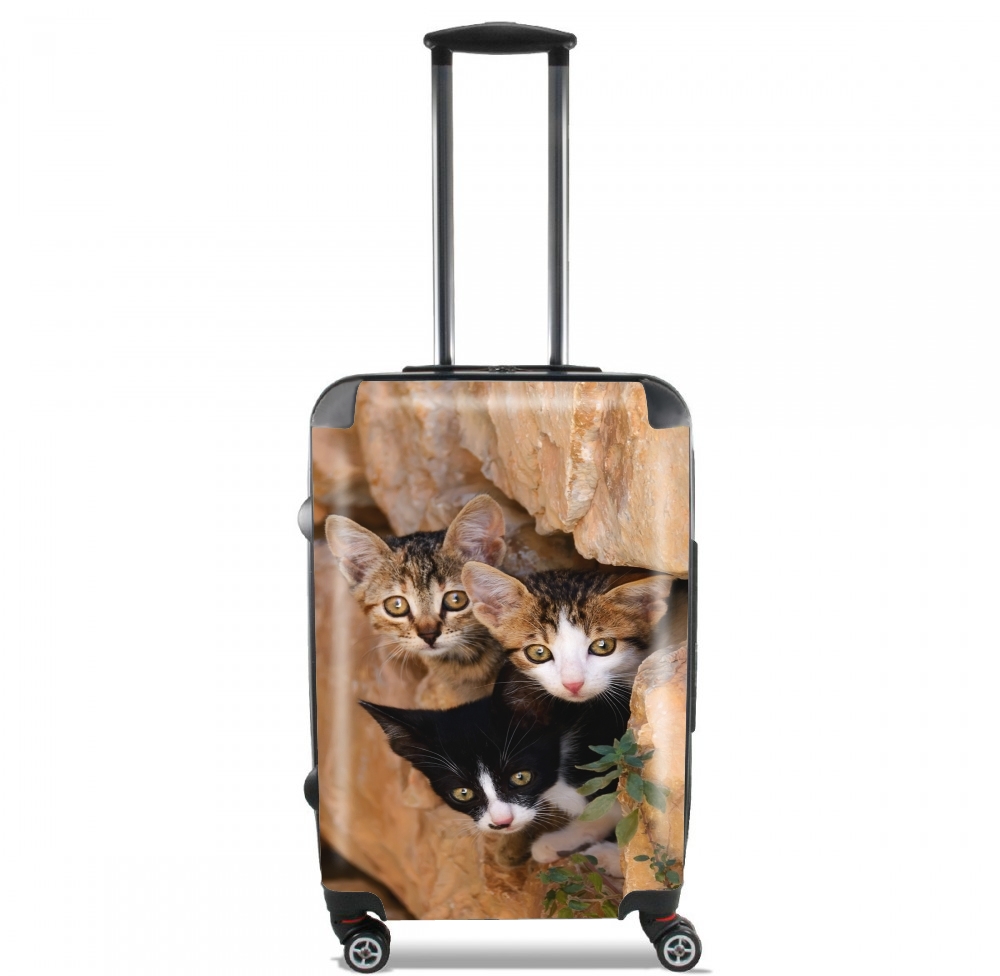 Drei kleine süssen Katzen in einem Mauerloch für Kabinengröße Koffer
